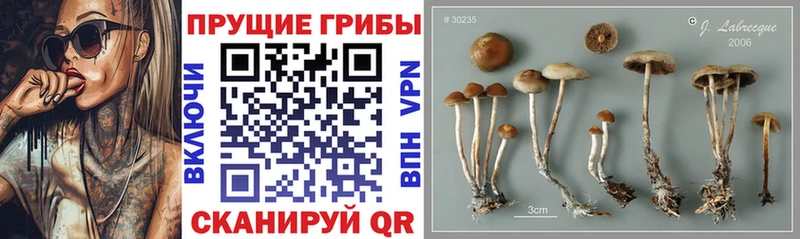 Псилоцибиновые грибы мухоморы  купить  цена  Правдинск 